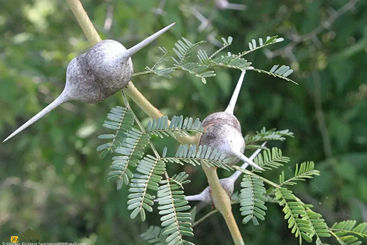 درخت خاردار سوتزن؛ درختی که در طبیعت سوت میزند و مورچهها درون آن زندگی و از درخت در برابر فیلها دفاع میکنند درخت خاردار سوتزن
