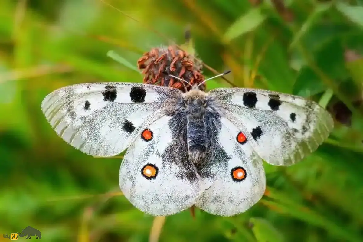 پروانه آپولوی کوهستان؛ نادرترین و گرانترین پروانه دنیا که تا ۳ میلیارد تومان به فروش میرود پروانه آپولوی کوهستان؛ نادرترین و گرانترین پروانه دنیا که تا ۳ میلیارد تومان به فروش میرود