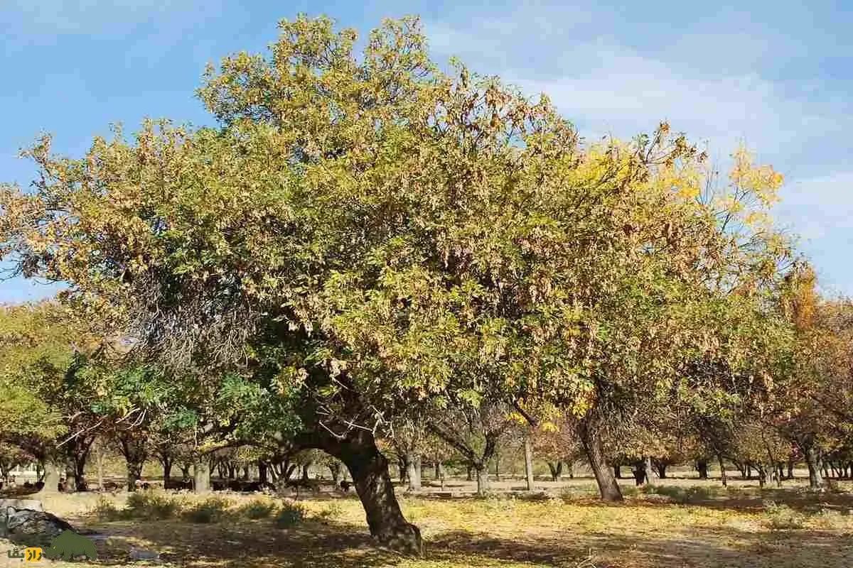 درخت زبان گنجشک، ون و بنو؛ درختی با میوه‌های بال‌دار در زاگرس و راز‌های طبیعت ایران را در خود پنهان کرده است