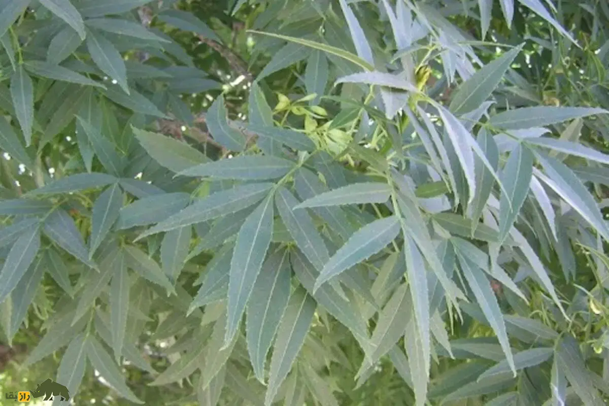 درخت زبان گنجشک، ون و بنو؛ درختی با میوه‌های بال‌دار در زاگرس و راز‌های طبیعت ایران را در خود پنهان کرده است