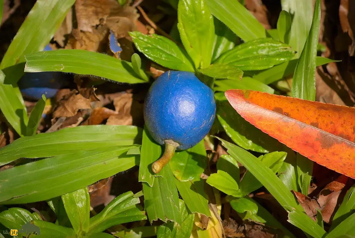 رودراکشا؛ دانه یا میوه مقدس هندیها معروف به «اشک شیوا» که با آن تسبیح میسازند و انرژی انسان را افزایش میدهد رودراکشا