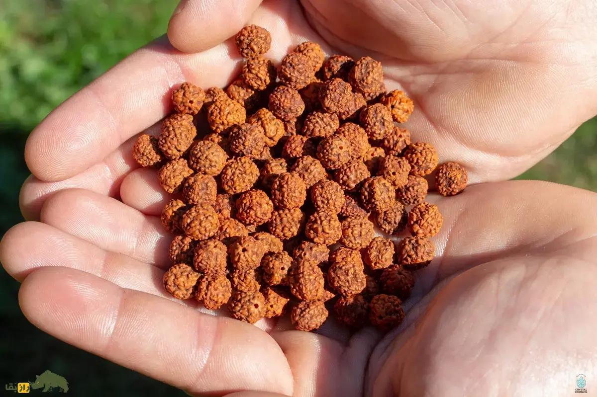 رودراکشا؛ دانه یا میوه مقدس هندیها معروف به «اشک شیوا» که با آن تسبیح میسازند و انرژی انسان را افزایش میدهد رودراکشا