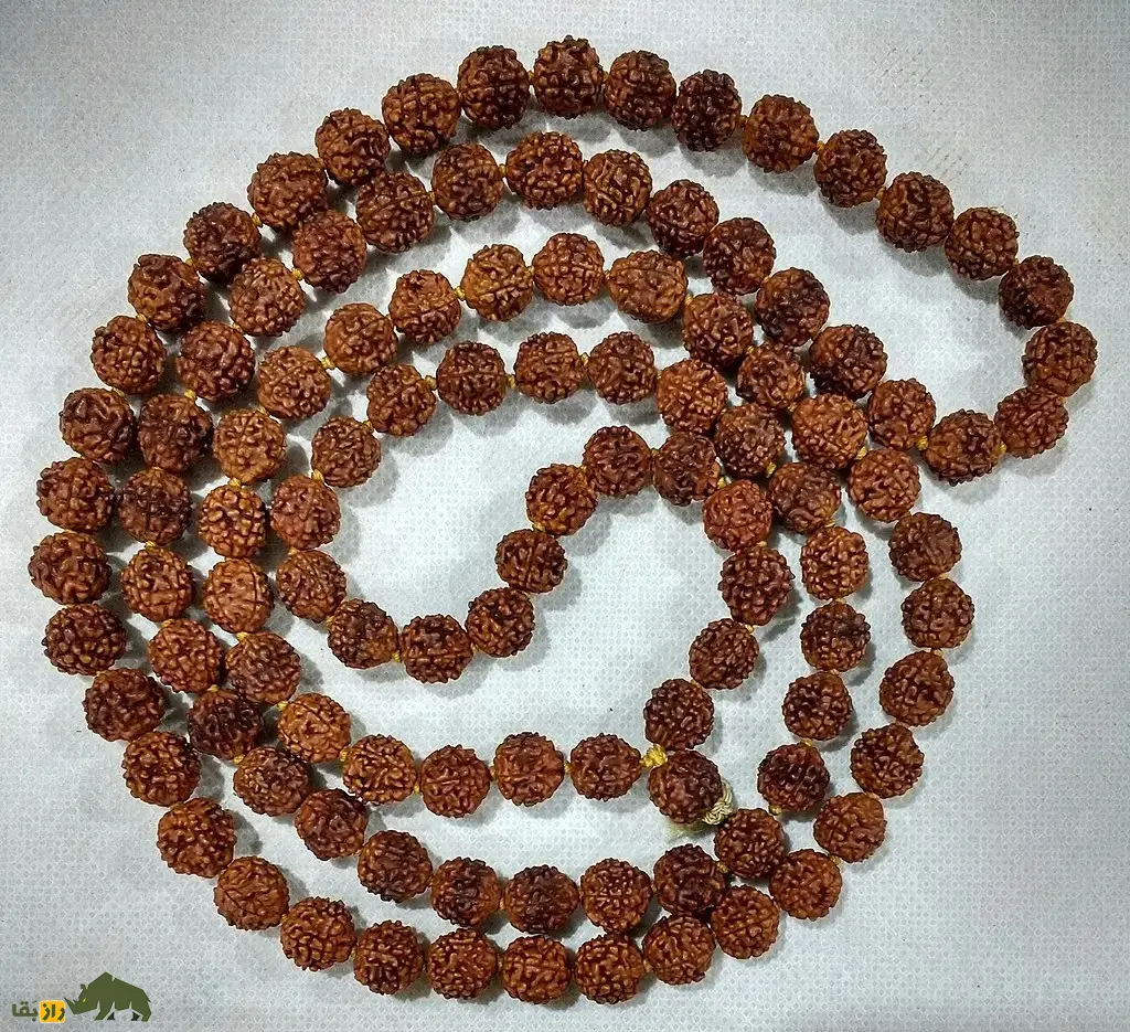 رودراکشا؛ دانه یا میوه مقدس هندیها معروف به «اشک شیوا» که با آن تسبیح میسازند و انرژی انسان را افزایش میدهد رودراکشا