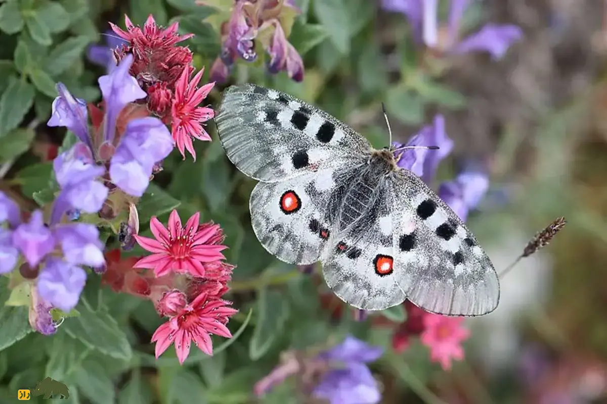 پروانه آپولوی کوهستان؛ نادرترین و گرانترین پروانه دنیا که تنها ۲۰ روز زنده میماند و ۳ میلیارد تومان قیمت دارد! Parnassius apollo پروانه آپولوی کوهستان