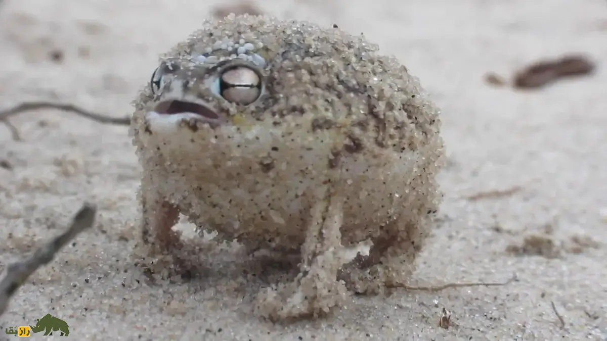 قورباغه باران صحرایی؛ قورباغهای شبیه بادکنک و سیبزمینی با صدایی جیغمانند و خندهدار که در بیابان زندگی میکند و بدنش مانند تیله شفاف است قورباغه باران صحرایی