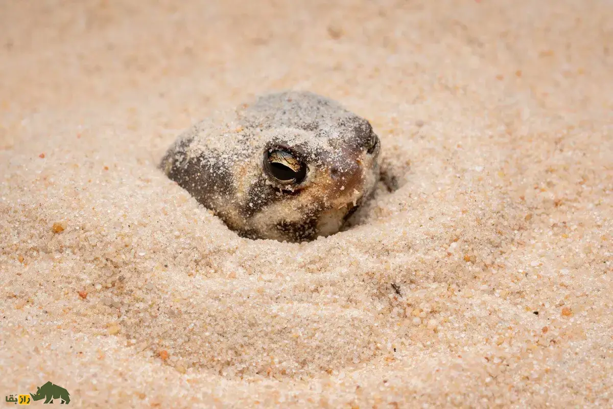 قورباغه باران صحرایی؛ قورباغهای شبیه بادکنک و سیبزمینی با صدایی جیغمانند و خندهدار که در بیابان زندگی میکند و بدنش مانند تیله شفاف است قورباغه باران صحرایی