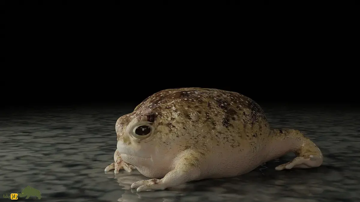 قورباغه باران صحرایی؛ قورباغهای شبیه بادکنک و سیبزمینی با صدایی جیغمانند و خندهدار که در بیابان زندگی میکند و بدنش مانند تیله شفاف است قورباغه باران صحرایی