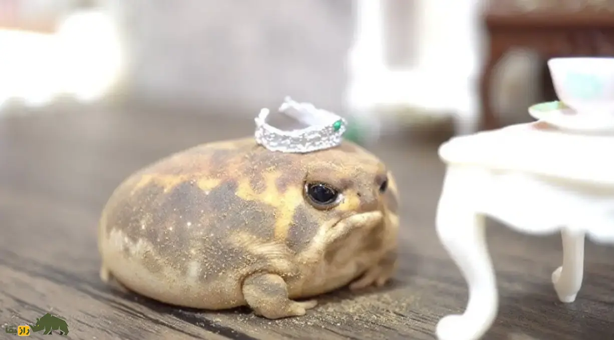 قورباغه باران صحرایی؛ قورباغهای شبیه بادکنک و سیبزمینی با صدایی جیغمانند و خندهدار که در بیابان زندگی میکند و بدنش مانند تیله شفاف است قورباغه باران صحرایی