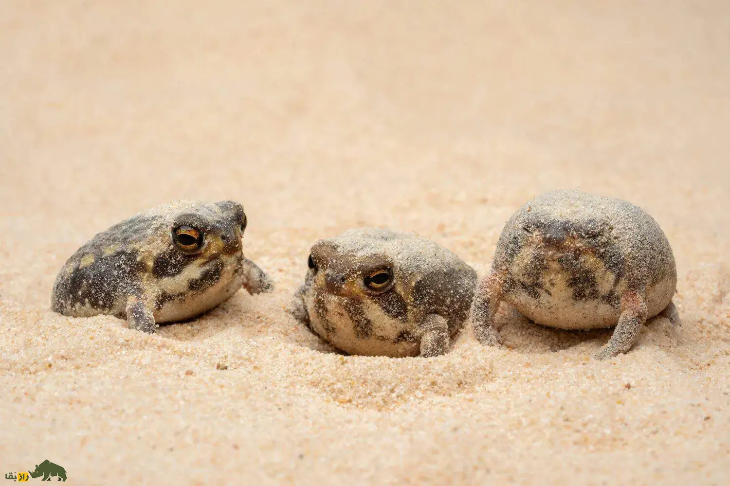 قورباغه باران صحرایی؛ قورباغهای شبیه بادکنک و سیبزمینی با صدایی جیغمانند و خندهدار که در بیابان زندگی میکند و بدنش مانند تیله شفاف است قورباغه باران صحرایی