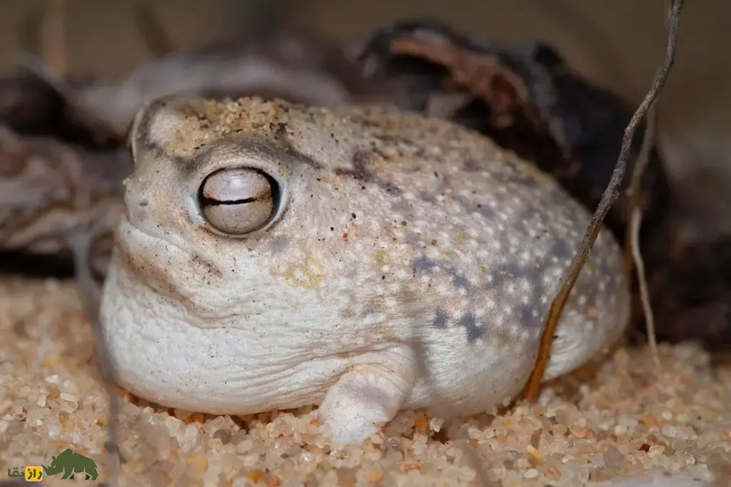 قورباغه باران صحرایی؛ قورباغهای شبیه بادکنک و سیبزمینی با صدایی جیغمانند و خندهدار که در بیابان زندگی میکند و بدنش مانند تیله شفاف است قورباغه باران صحرایی