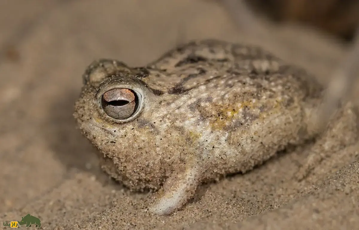 قورباغه باران صحرایی؛ قورباغهای شبیه بادکنک و سیبزمینی با صدایی جیغمانند و خندهدار که در بیابان زندگی میکند و بدنش مانند تیله شفاف است قورباغه باران صحرایی