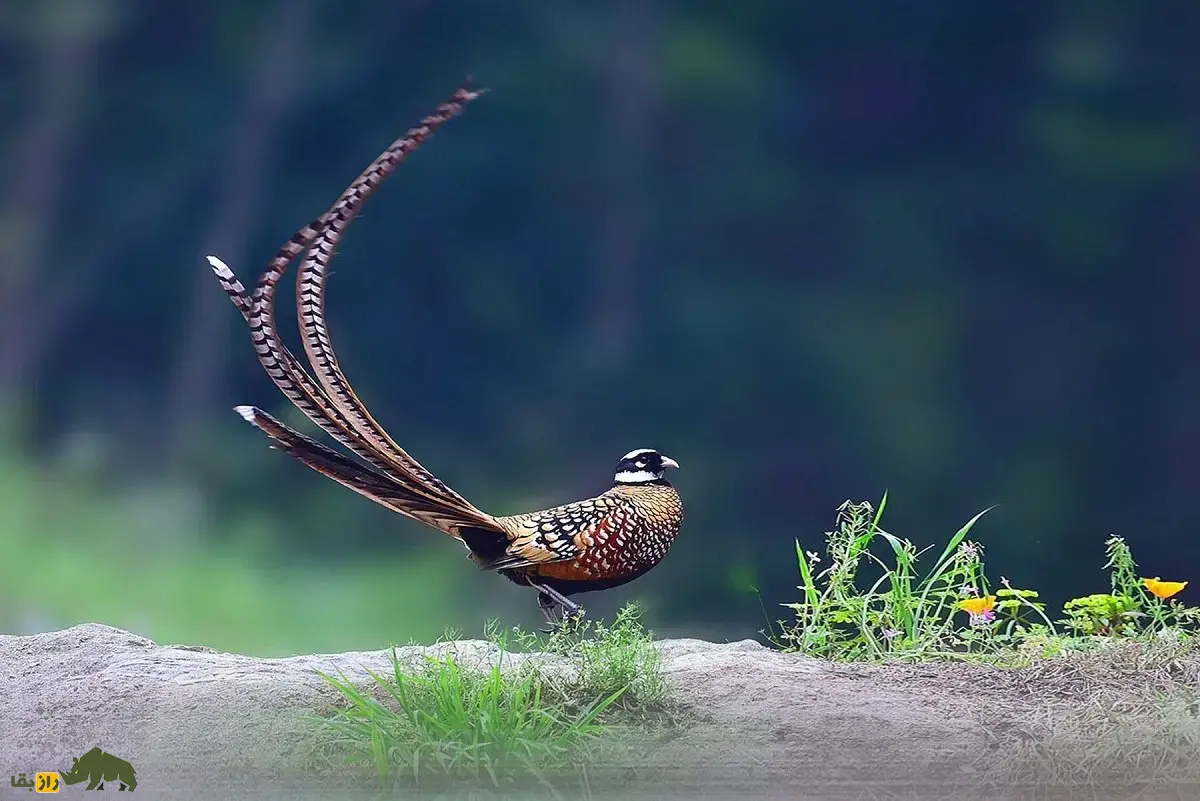 قرقاول ریوز؛ شاهکار دمبلند چینی و شبیه طاووس با بیش از ۲ متر طول که برای شکار ارزشمند و بسیار کمتحرک است قرقاول ریوز