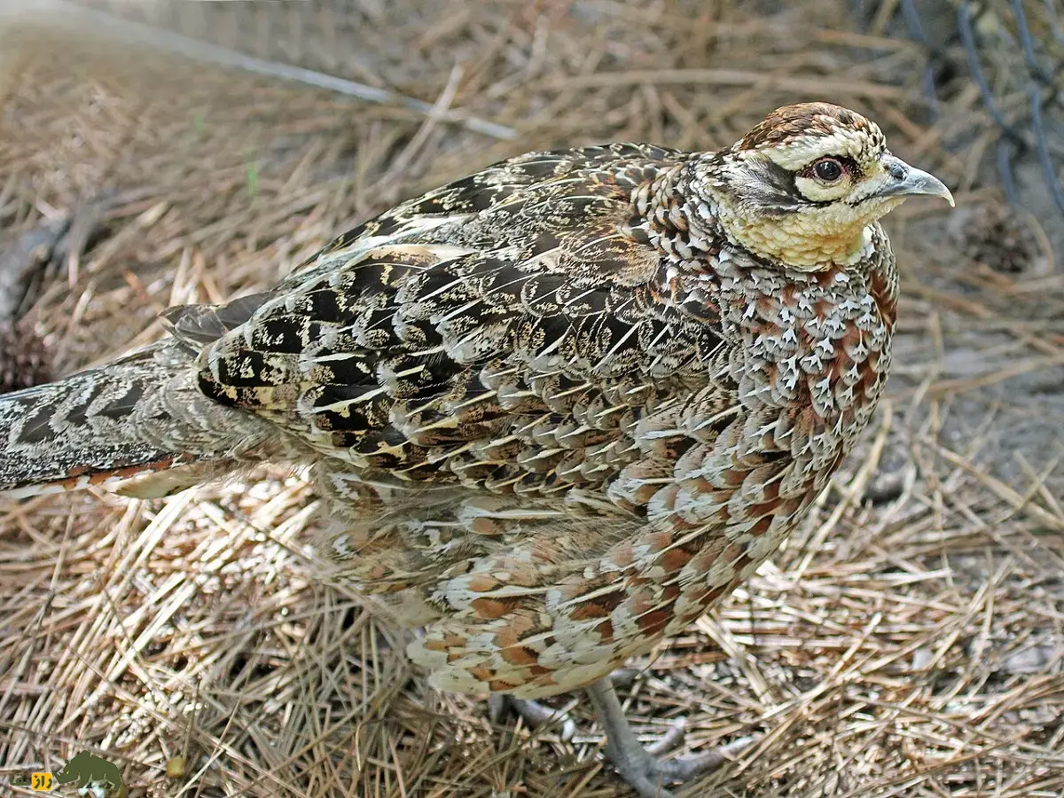 قرقاول ریوز؛ شاهکار دمبلند چینی و شبیه طاووس با بیش از ۲ متر طول که برای شکار ارزشمند و بسیار کمتحرک است قرقاول ریوز