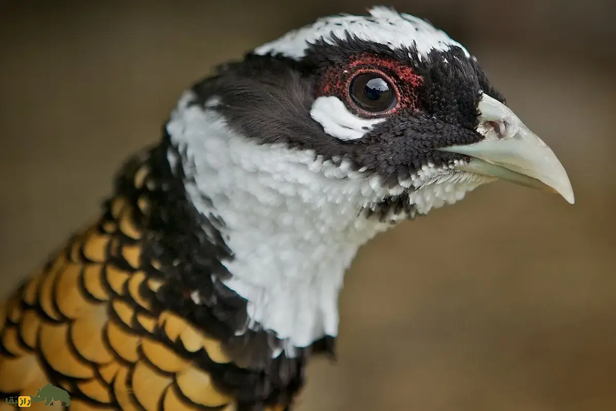 قرقاول ریوز؛ شاهکار دمبلند چینی و شبیه طاووس با بیش از ۲ متر طول که برای شکار ارزشمند و بسیار کمتحرک است قرقاول ریوز