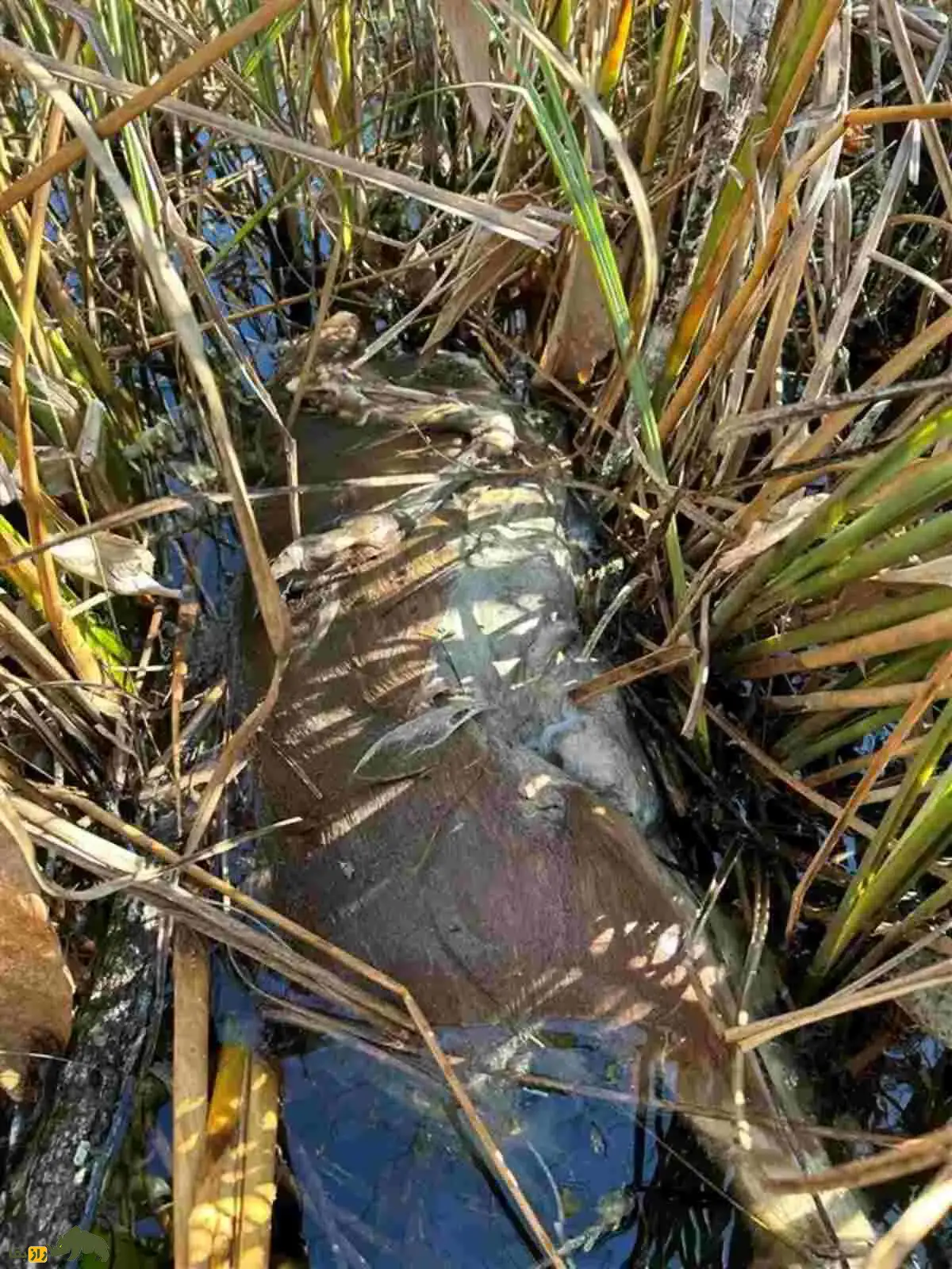 استفراغ عجیب مار پیتون برمهای در فلوریدا؛ بالا آوردن یک گوزن کامل استفراغ عجیب مار پیتون برمهای در فلوریدا؛ بالا آوردن یک گوزن کامل