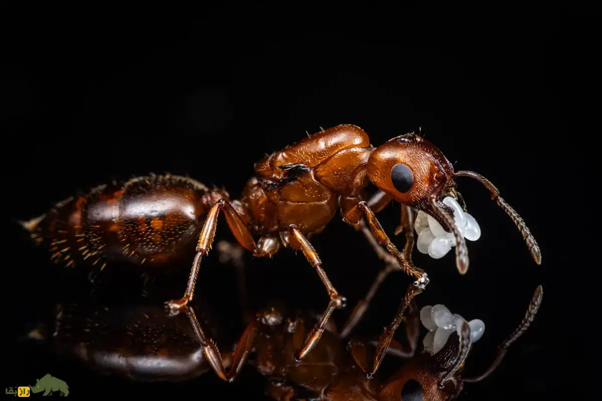 مورچه ولنتاین