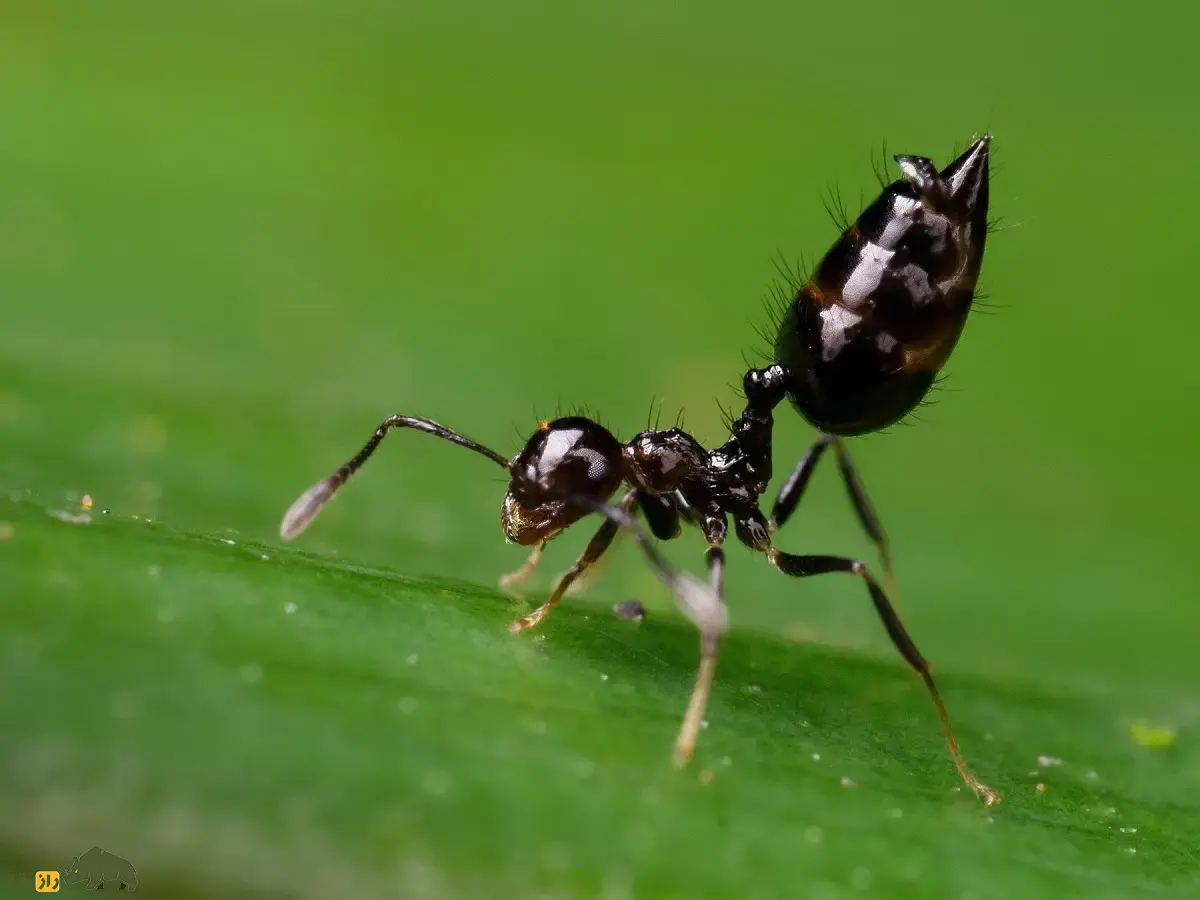 مورچه ولنتاین