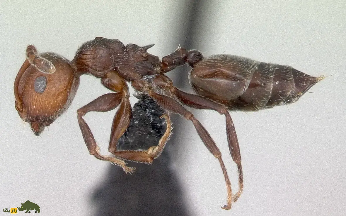 مورچه ولنتاین