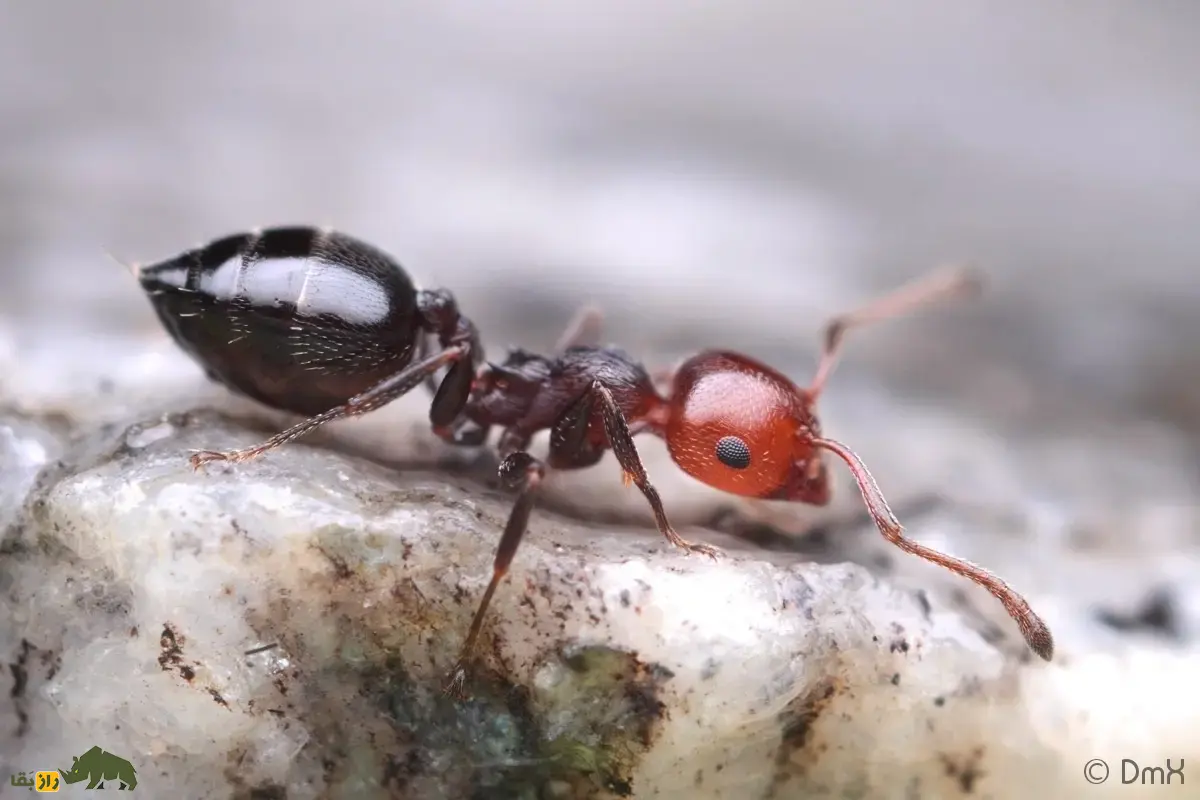 مورچه ولنتاین