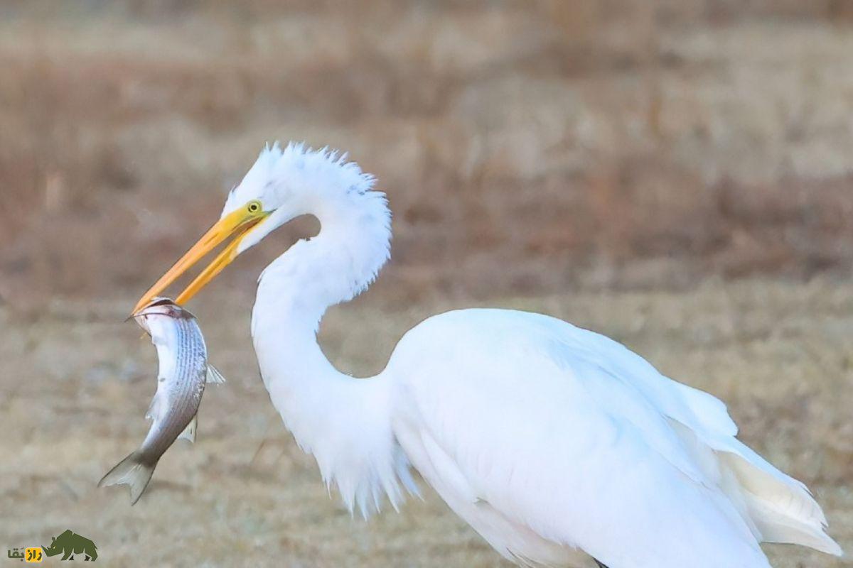 حواصیل سفید بزرگ (Great Egret)؛ پرنده‌ای سفید و بلندقد که با پر‌های شبیه به لباس عروس، جلوه‌ای شگفت‌انگیز به طبیعت می‌بخشد!