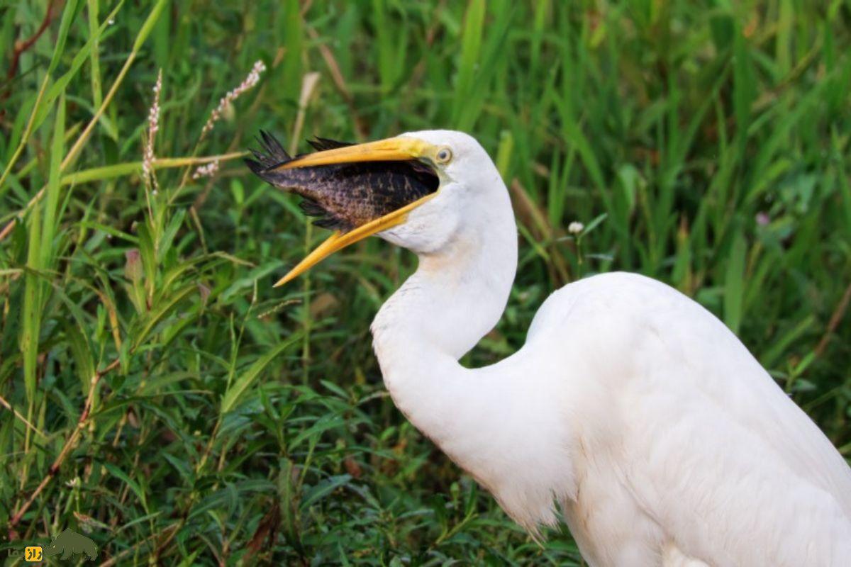 حواصیل سفید بزرگ (Great Egret)؛ پرنده‌ای سفید و بلندقد که با پر‌های شبیه به لباس عروس، جلوه‌ای شگفت‌انگیز به طبیعت می‌بخشد!