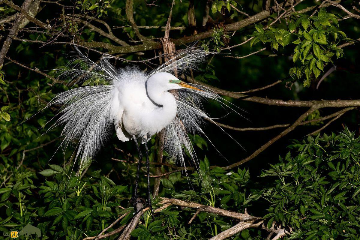 حواصیل سفید بزرگ (Great Egret)؛ پرنده‌ای سفید و بلندقد که با پر‌های شبیه به لباس عروس، جلوه‌ای شگفت‌انگیز به طبیعت می‌بخشد!