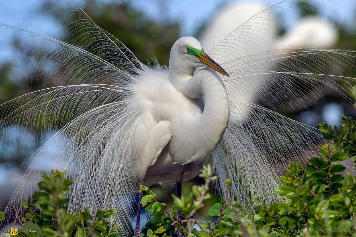 حواصیل سفید بزرگ (Great Egret)؛ پرنده‌ای سفید و بلندقد که با پر‌های شبیه به لباس عروس، جلوه‌ای شگفت‌انگیز به طبیعت می‌بخشد!