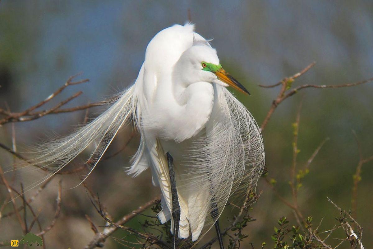 حواصیل سفید بزرگ (Great Egret)؛ پرنده‌ای سفید و بلندقد که با پر‌های شبیه به لباس عروس، جلوه‌ای شگفت‌انگیز به طبیعت می‌بخشد!