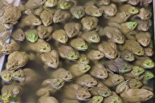 صادرات قورباغه در ایران؛ رازهای پروش این قورباغه گوشتی که آسان است و درآمد بالایی دارد/ کدام قورباغه‌ها خوراکی هستند؟