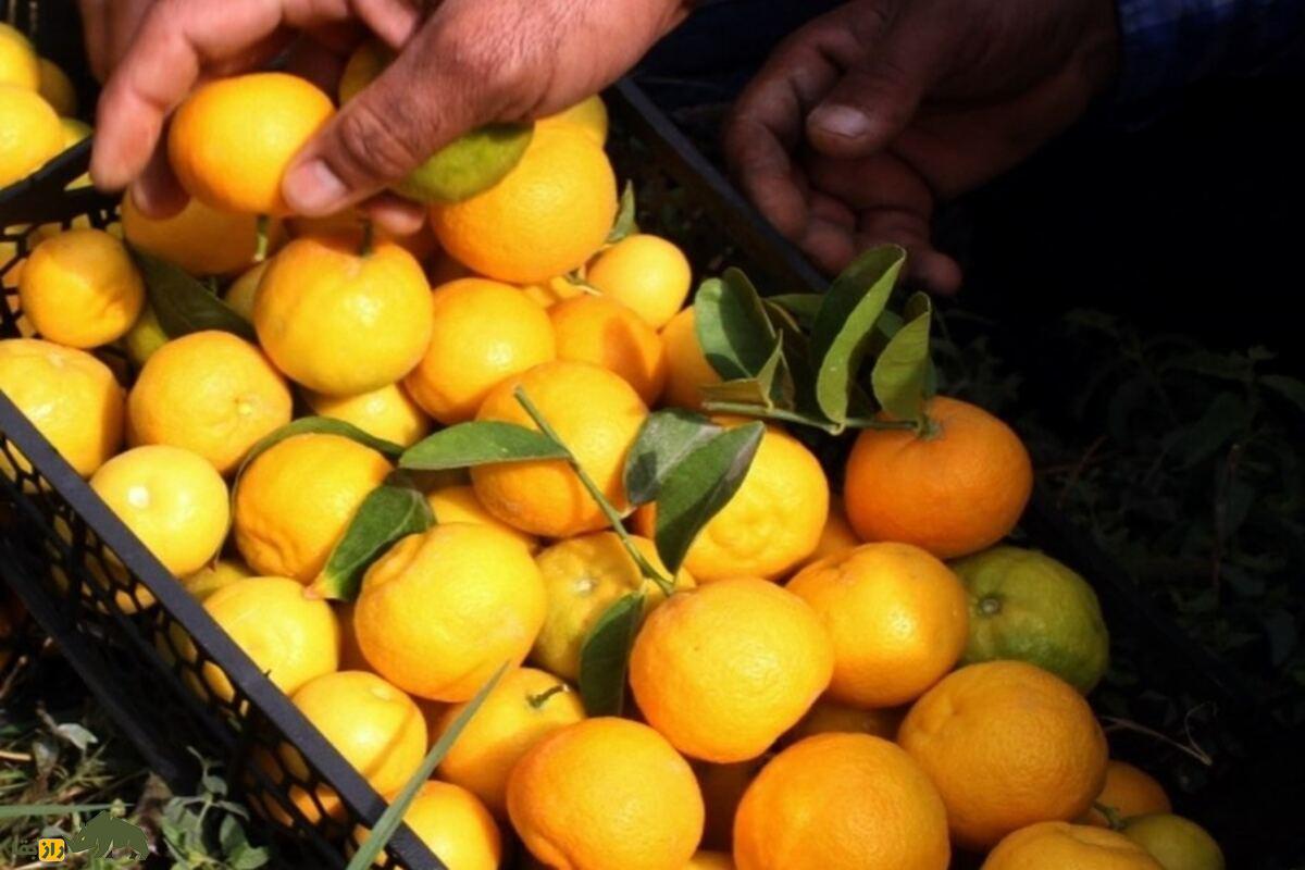 میوه بکرایی؛ گنجینه کمیاب جنوب ایران با خواص دارویی شگفتانگیز و ارزش فرهنگی فراموششده میوه بکرایی؛ گنجینه کمیاب جنوب ایران با خواص دارویی شگفتانگیز و ارزش فرهنگی فراموششده