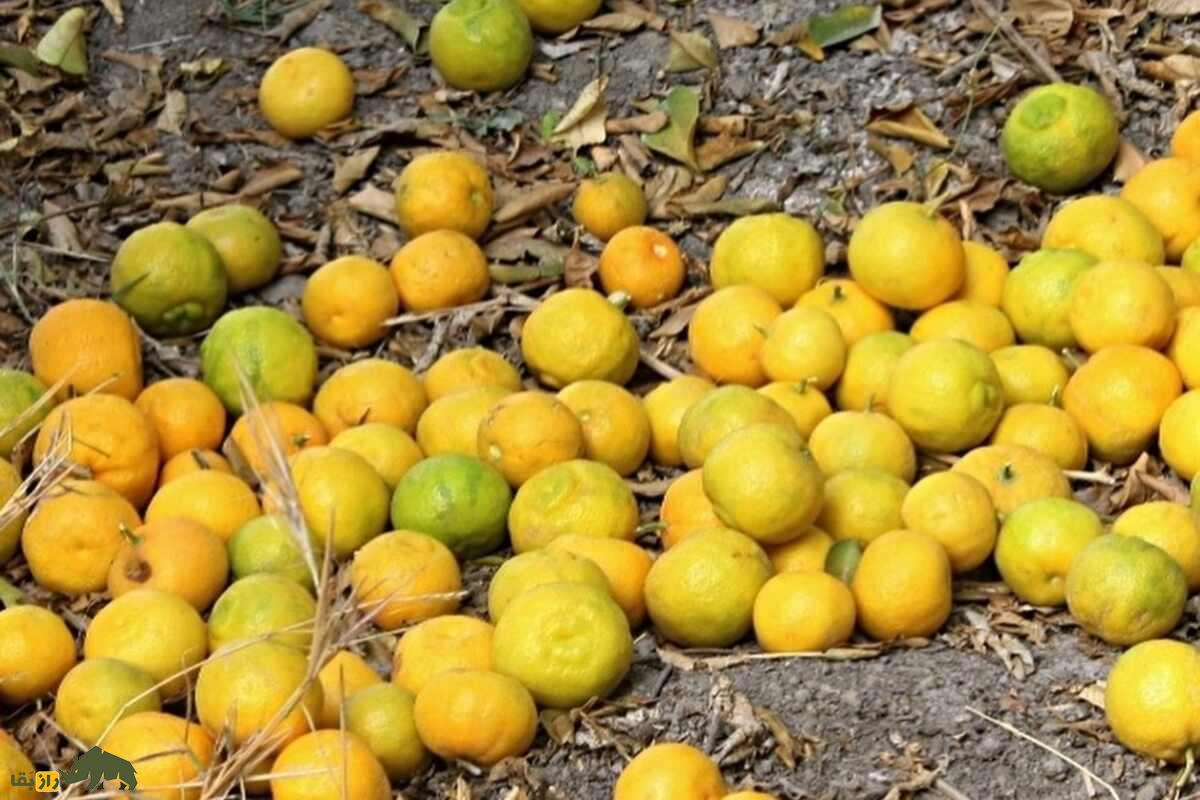 میوه بکرایی؛ گنجینه کمیاب جنوب ایران با خواص دارویی شگفتانگیز و ارزش فرهنگی فراموششده میوه بکرایی؛ گنجینه کمیاب جنوب ایران با خواص دارویی شگفتانگیز و ارزش فرهنگی فراموششده