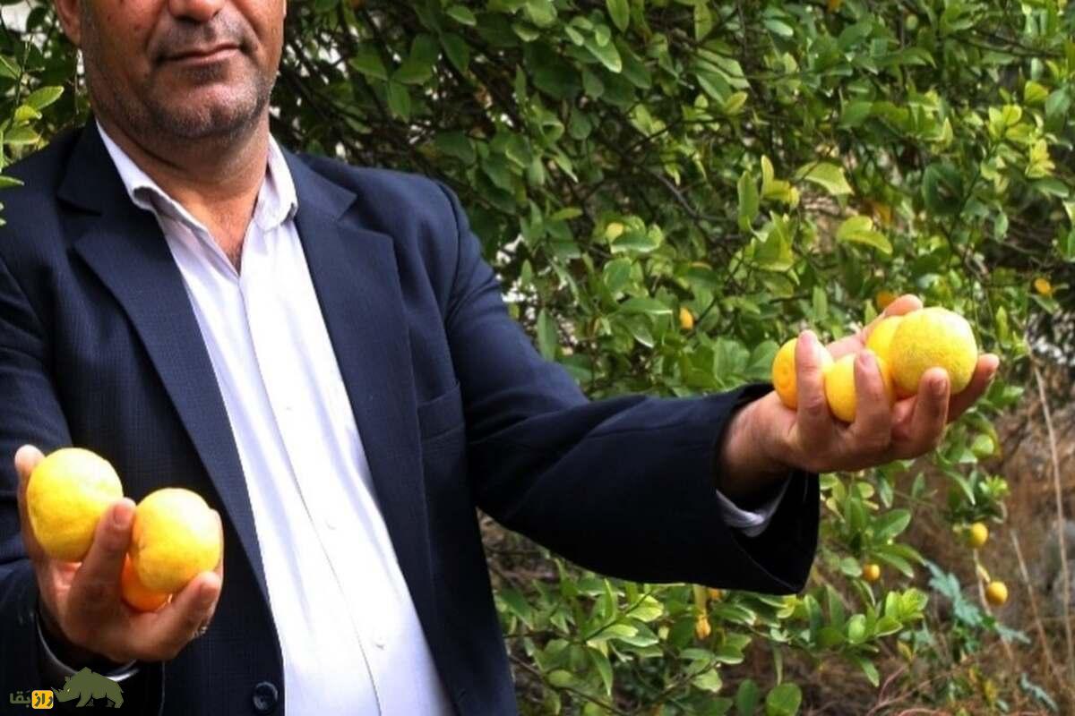 میوه بکرایی؛ گنجینه کمیاب جنوب ایران با خواص دارویی شگفتانگیز و ارزش فرهنگی فراموششده میوه بکرایی؛ گنجینه کمیاب جنوب ایران با خواص دارویی شگفتانگیز و ارزش فرهنگی فراموششده