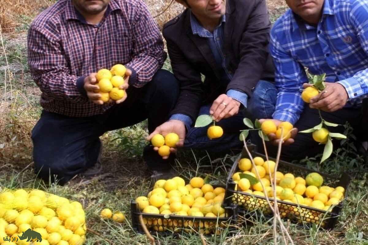 میوه بکرایی؛ گنجینه کمیاب جنوب ایران با خواص دارویی شگفتانگیز و ارزش فرهنگی فراموششده میوه بکرایی؛ گنجینه کمیاب جنوب ایران با خواص دارویی شگفتانگیز و ارزش فرهنگی فراموششده
