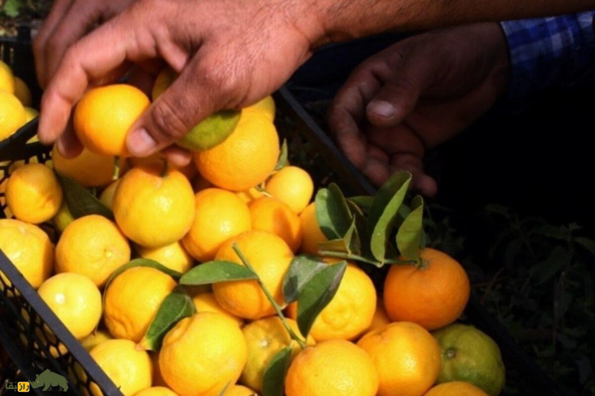 میوه بکرایی؛ گنجینه کمیاب جنوب ایران با خواص دارویی شگفتانگیز و ارزش فرهنگی فراموششده میوه بکرایی؛ گنجینه کمیاب جنوب ایران با خواص دارویی شگفتانگیز و ارزش فرهنگی فراموششده