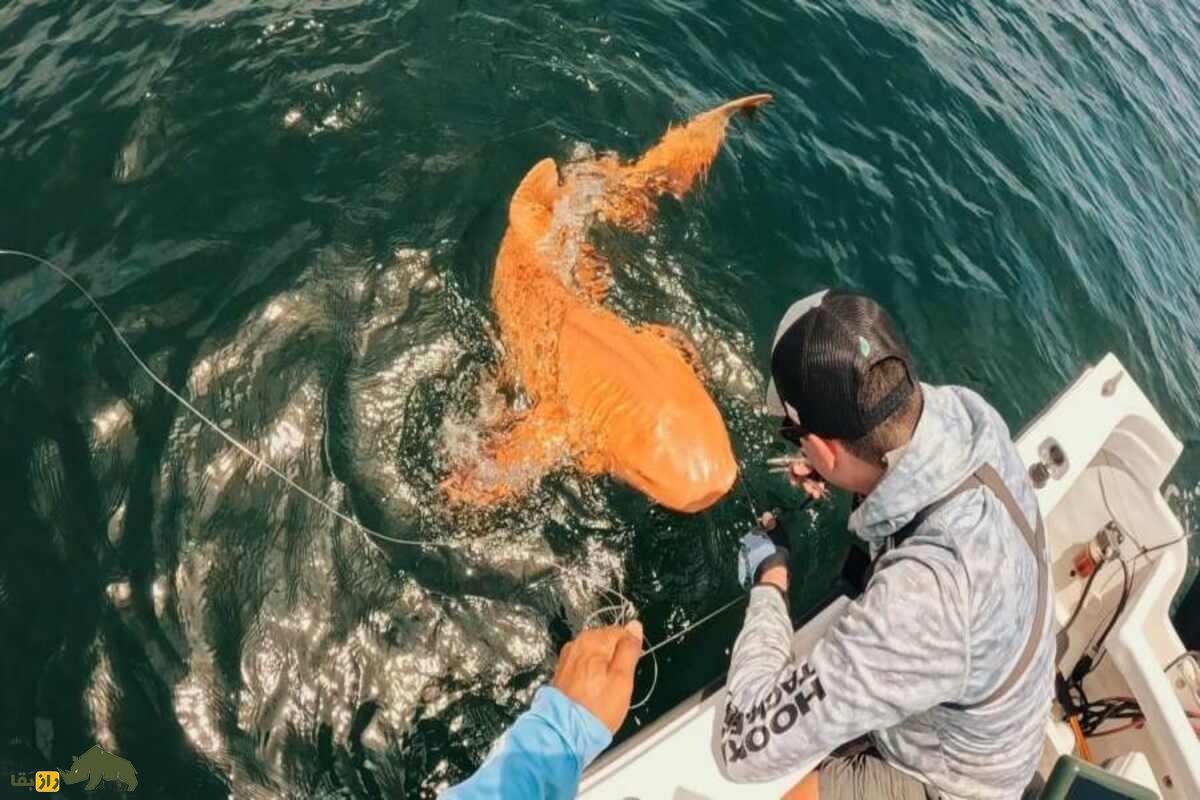 کشف شگفت‌انگیز کوسه نارنجی کمیاب در کاستاریکا | نگاهی به جهش ژنتیکی نادر که جهان اقیانوس‌ها را متحیر کرد