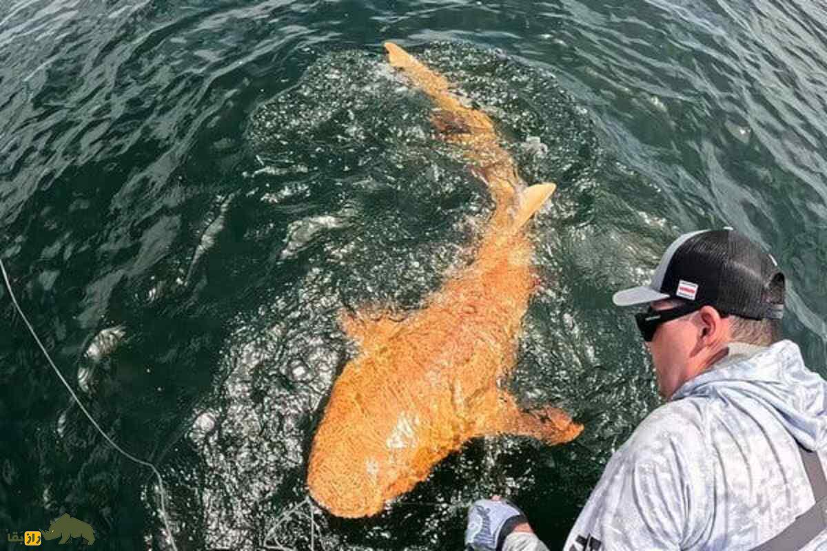 کشف شگفت‌انگیز کوسه نارنجی کمیاب در کاستاریکا | نگاهی به جهش ژنتیکی نادر که جهان اقیانوس‌ها را متحیر کرد