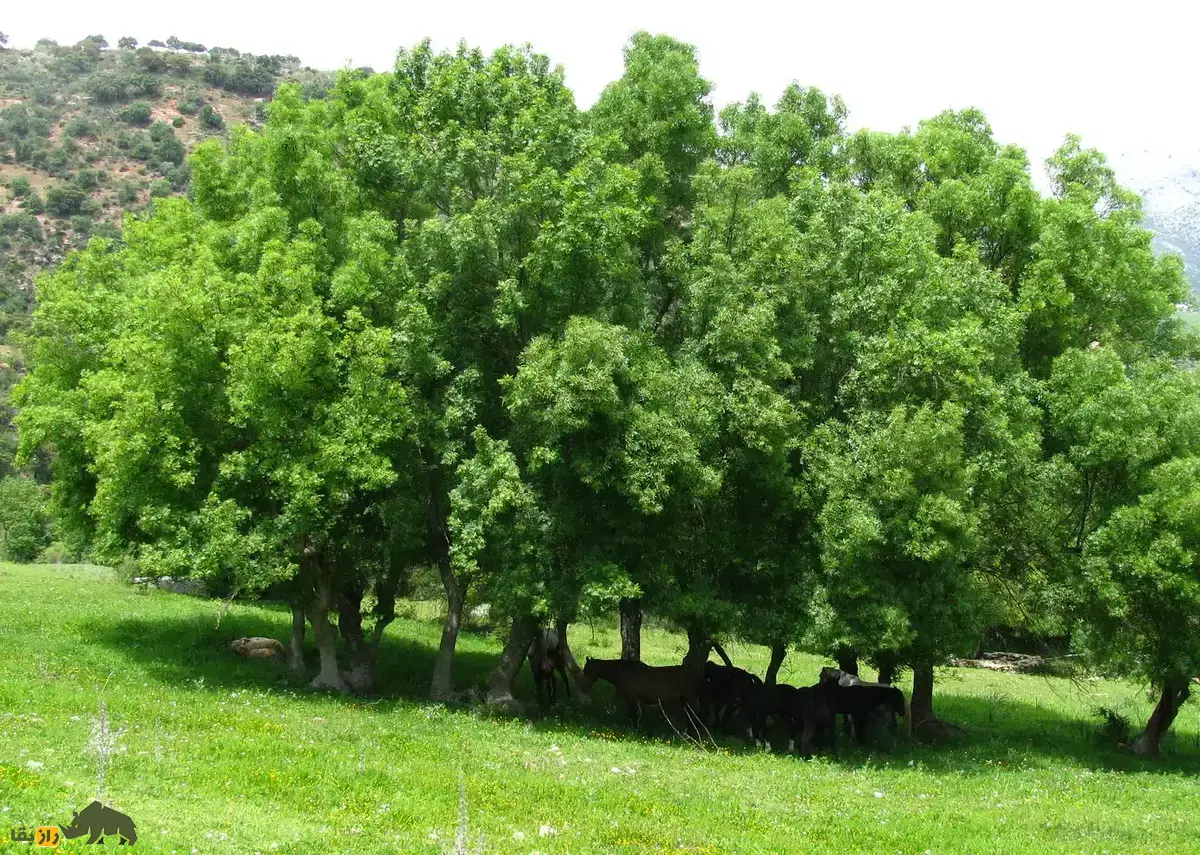 درخت زبان گنجشک؛ درختی که میوه‌هایش شبیه زبان گنجشک است و اندازه یک برج سیزده طبقه رشد می‌کند