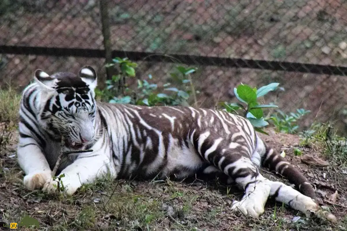 ببر سیاه نادرترین ببر بنگال جهان با جهش ژنی منحصربهفرد و ظاهری جادویی که راز شگفتانگیز طبیعت هند را آشکار میکند ببر سیاه نادرترین ببر بنگال جهان با جهش ژنی منحصربهفرد و ظاهری جادویی که راز شگفتانگیز طبیعت هند را آشکار میکند