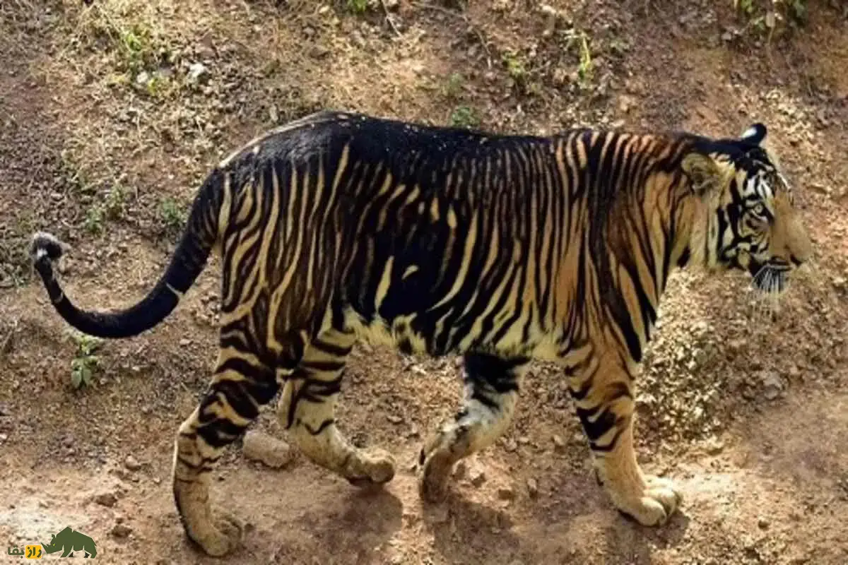 ببر سیاه نادرترین ببر بنگال جهان با جهش ژنی منحصربهفرد و ظاهری جادویی که راز شگفتانگیز طبیعت هند را آشکار میکند ببر سیاه نادرترین ببر بنگال جهان با جهش ژنی منحصربهفرد و ظاهری جادویی که راز شگفتانگیز طبیعت هند را آشکار میکند