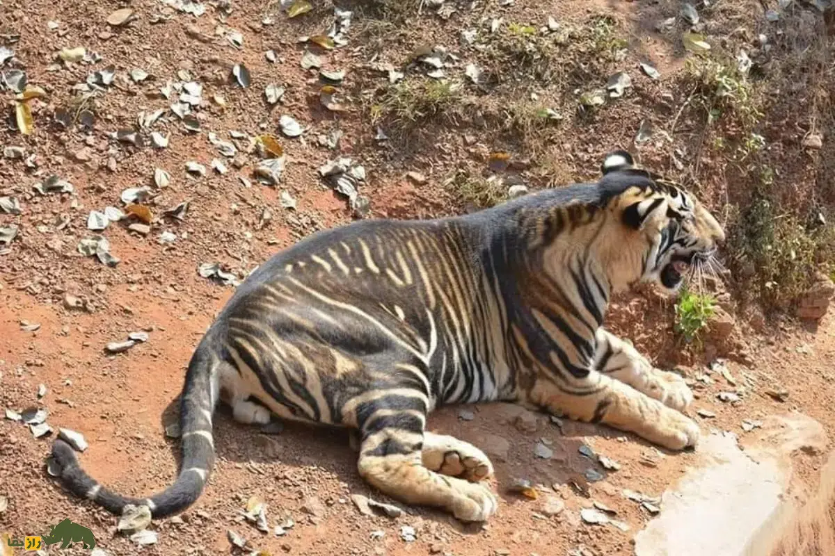 ببر سیاه نادرترین ببر بنگال جهان با جهش ژنی منحصربهفرد و ظاهری جادویی که راز شگفتانگیز طبیعت هند را آشکار میکند ببر سیاه نادرترین ببر بنگال جهان با جهش ژنی منحصربهفرد و ظاهری جادویی که راز شگفتانگیز طبیعت هند را آشکار میکند
