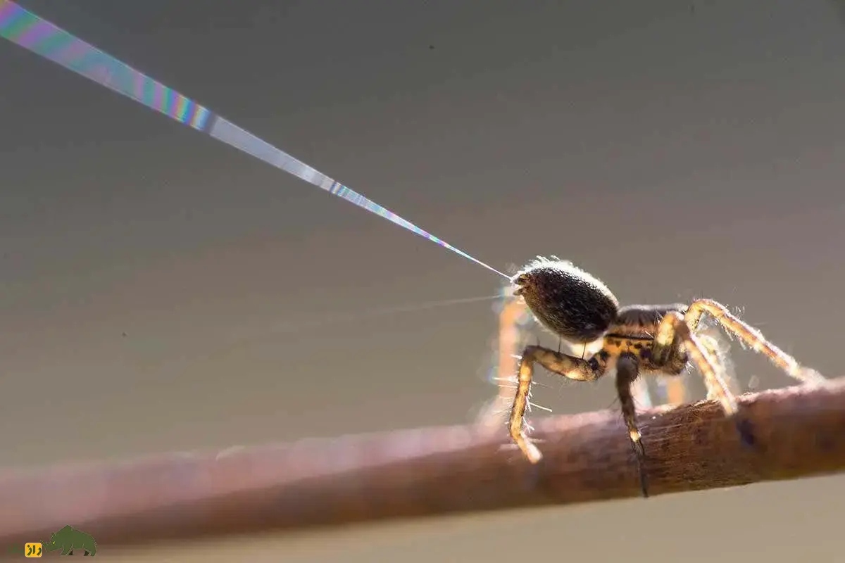 پرواز عنکبوت‌ها با باد؛ چگونه عنکبوت‌ها با تار‌های ابریشمی خود در باد کیلومتر‌ها پرواز می‌کنند و محیط جدید را فتح می‌کنند