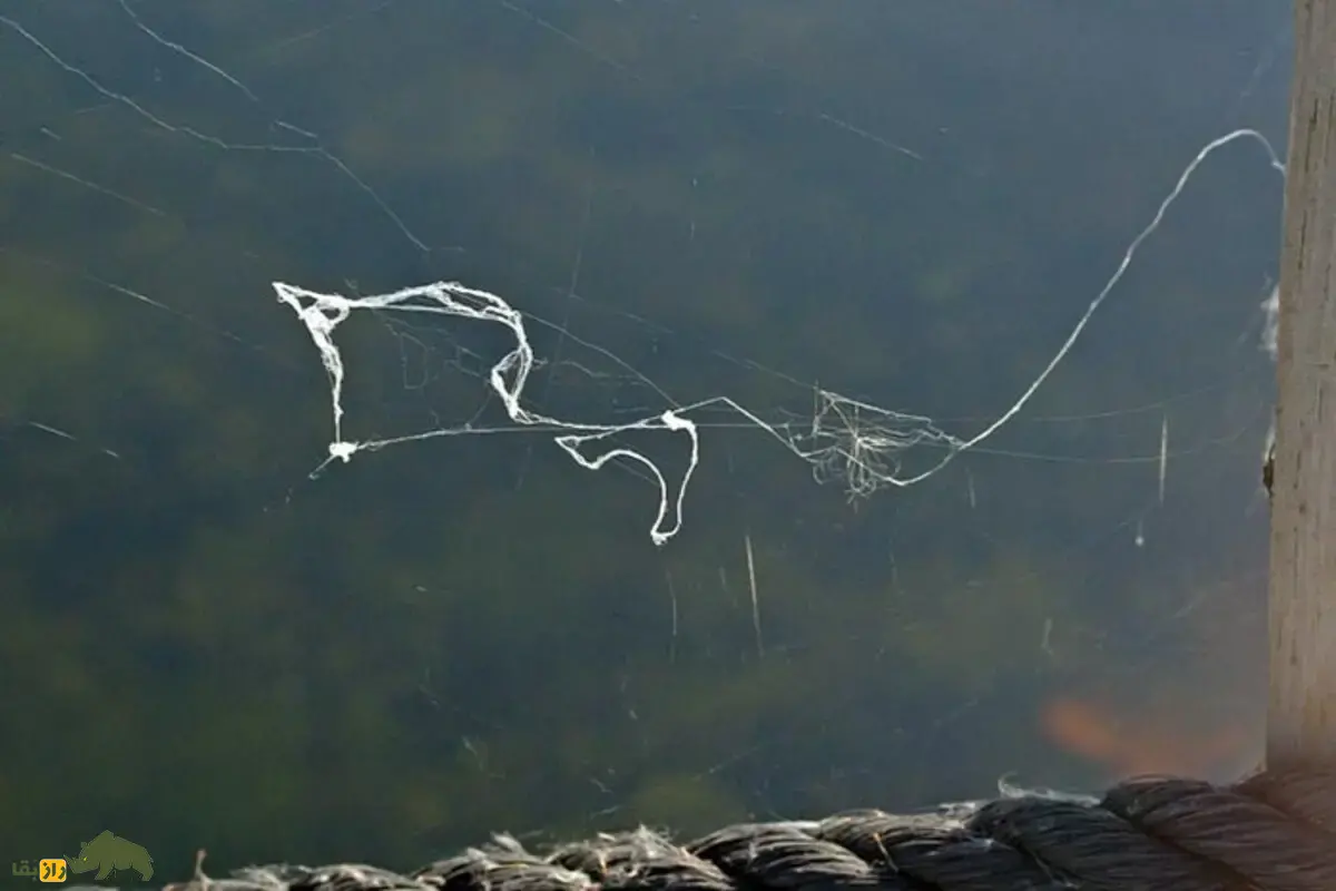 پرواز عنکبوت‌ها با باد؛ چگونه عنکبوت‌ها با تار‌های ابریشمی خود در باد کیلومتر‌ها پرواز می‌کنند و محیط جدید را فتح می‌کنند