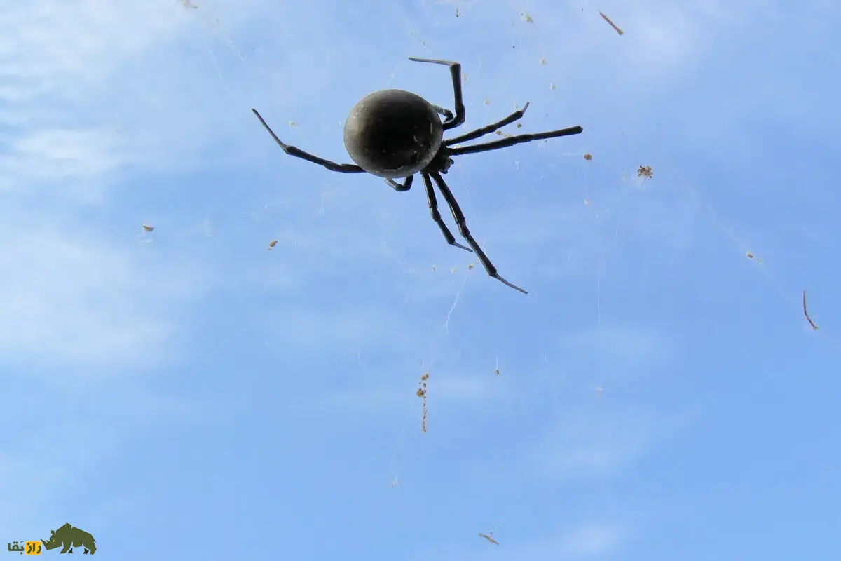 پرواز عنکبوت‌ها با باد؛ چگونه عنکبوت‌ها با تار‌های ابریشمی خود در باد کیلومتر‌ها پرواز می‌کنند و محیط جدید را فتح می‌کنند