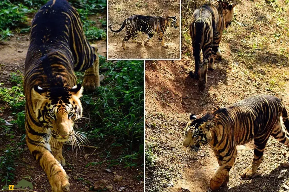 ببر سیاه؛ نادرترین ببر بنگال جهان با جهش ژنی منحصربهفرد و ظاهری جادویی که راز شگفتانگیز طبیعت هند را آشکار میکند ببر سیاه؛ نادرترین ببر بنگال جهان با جهش ژنی منحصربهفرد و ظاهری جادویی که راز شگفتانگیز طبیعت هند را آشکار میکند
