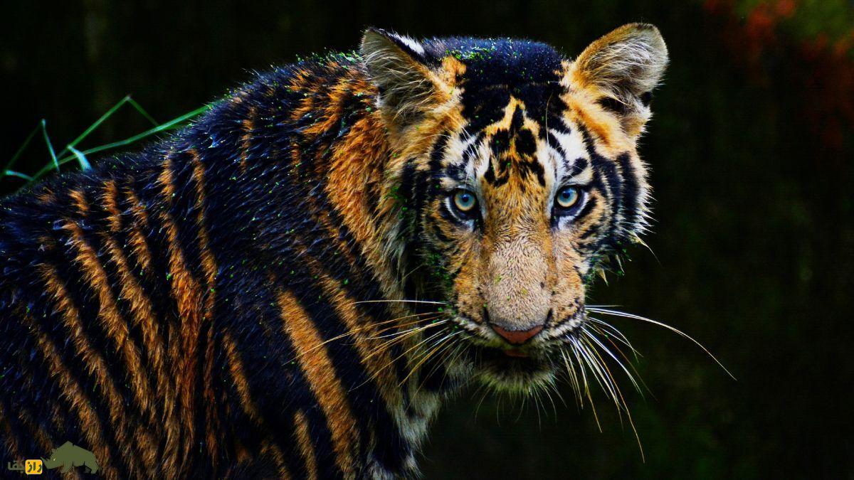 ببر سیاه؛ کشف نادرترین و زیباترین ببر بنگال جهان با جهش ژنی منحصربهفرد و ظاهری جادویی که مردم جهان را شگفتزده کرد ببر سیاه