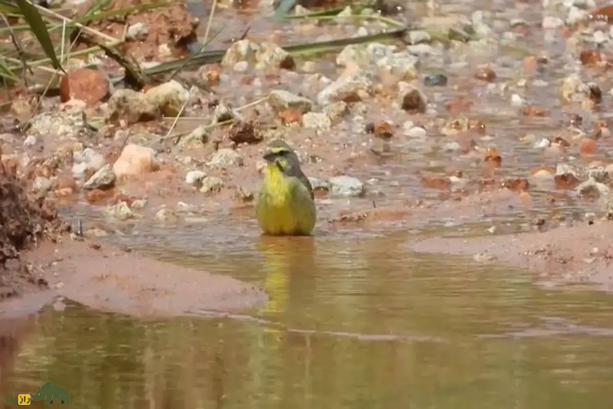 قناری پیشانیزرد؛ پرنده آوازخوان آفریقایی، معروف به «آوازخوان سبز» با صدای خوشآهنگ و رفتار اجتماعی جذاب که در خانه هم قابل پرورش و آموزش آواز است قناری پیشانیزرد؛ پرنده آوازخوان آفریقایی، معروف به «آوازخوان سبز» با صدای خوشآهنگ و رفتار اجتماعی جذاب که در خانه هم قابل پرورش و آموزش آواز است