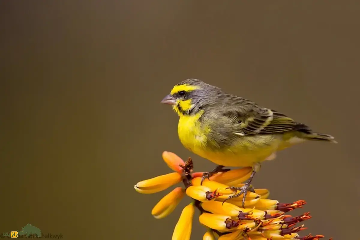 قناری پیشانیزرد؛ پرنده آوازخوان آفریقایی، معروف به «آوازخوان سبز» با صدای خوشآهنگ و رفتار اجتماعی جذاب که در خانه هم قابل پرورش و آموزش آواز است قناری پیشانیزرد؛ پرنده آوازخوان آفریقایی، معروف به «آوازخوان سبز» با صدای خوشآهنگ و رفتار اجتماعی جذاب که در خانه هم قابل پرورش و آموزش آواز است