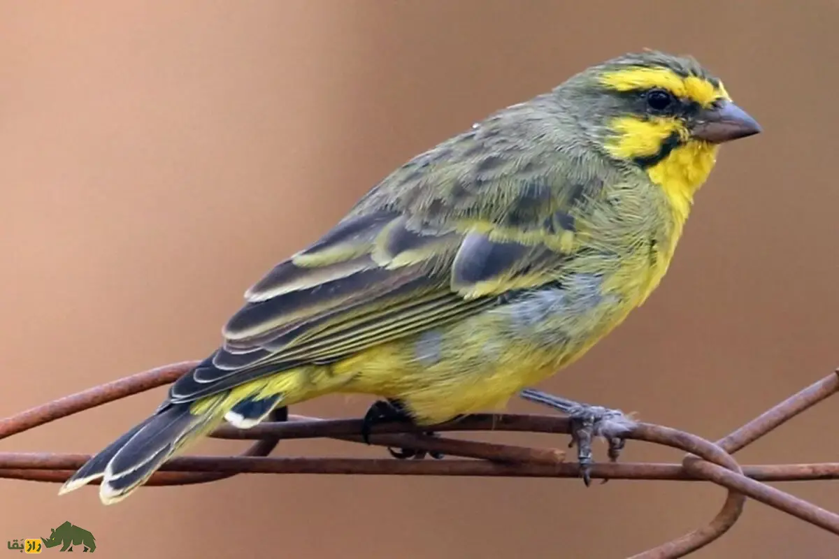 قناری پیشانیزرد؛ پرنده آوازخوان آفریقایی، معروف به «آوازخوان سبز» با صدای خوشآهنگ و رفتار اجتماعی جذاب که در خانه هم قابل پرورش و آموزش آواز است قناری پیشانیزرد؛ پرنده آوازخوان آفریقایی، معروف به «آوازخوان سبز» با صدای خوشآهنگ و رفتار اجتماعی جذاب که در خانه هم قابل پرورش و آموزش آواز است