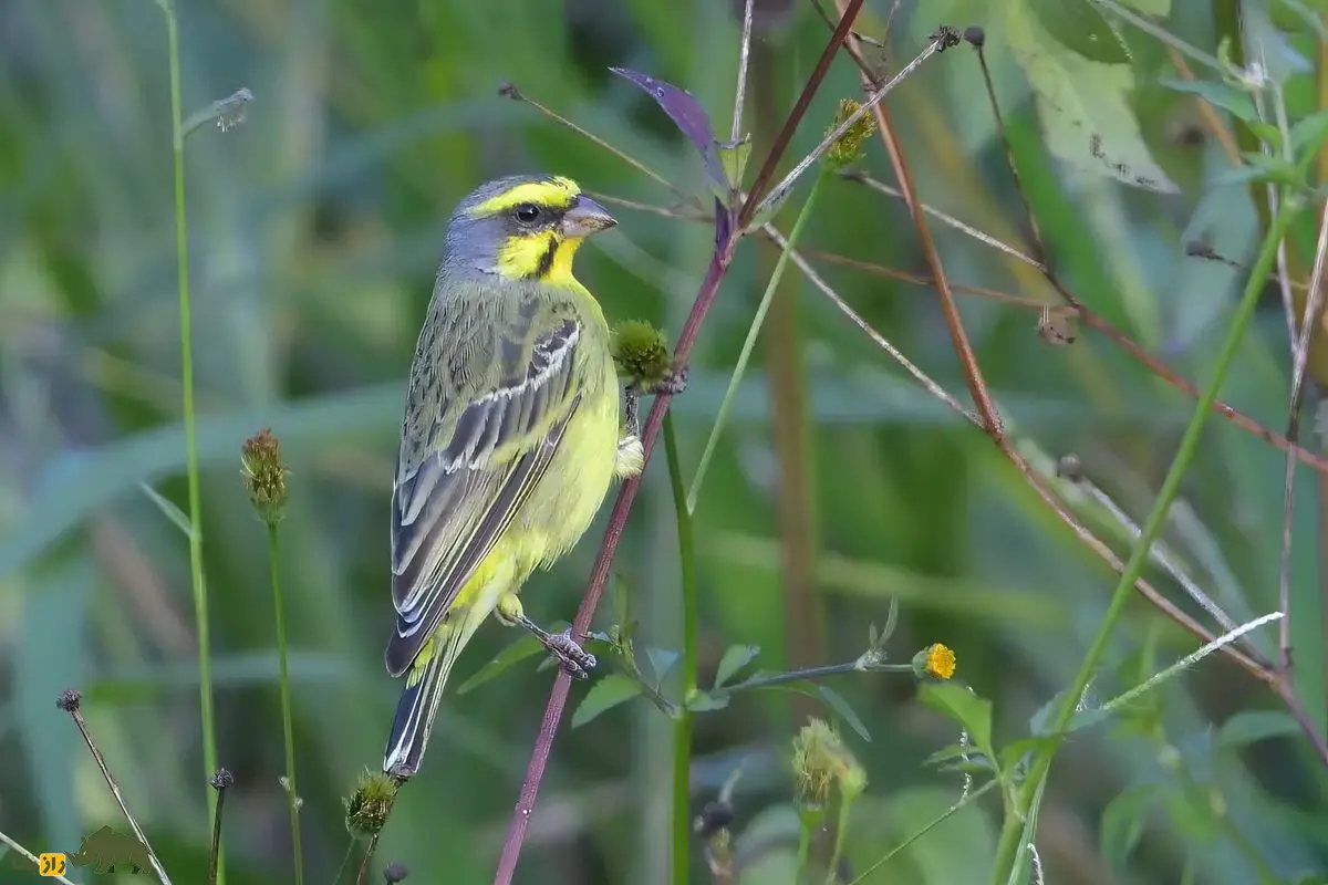 قناری پیشانیزرد؛ پرنده آوازخوان آفریقایی، معروف به «آوازخوان سبز» با صدای خوشآهنگ و رفتار اجتماعی جذاب که در خانه هم قابل پرورش و آموزش آواز است قناری پیشانیزرد؛ پرنده آوازخوان آفریقایی، معروف به «آوازخوان سبز» با صدای خوشآهنگ و رفتار اجتماعی جذاب که در خانه هم قابل پرورش و آموزش آواز است