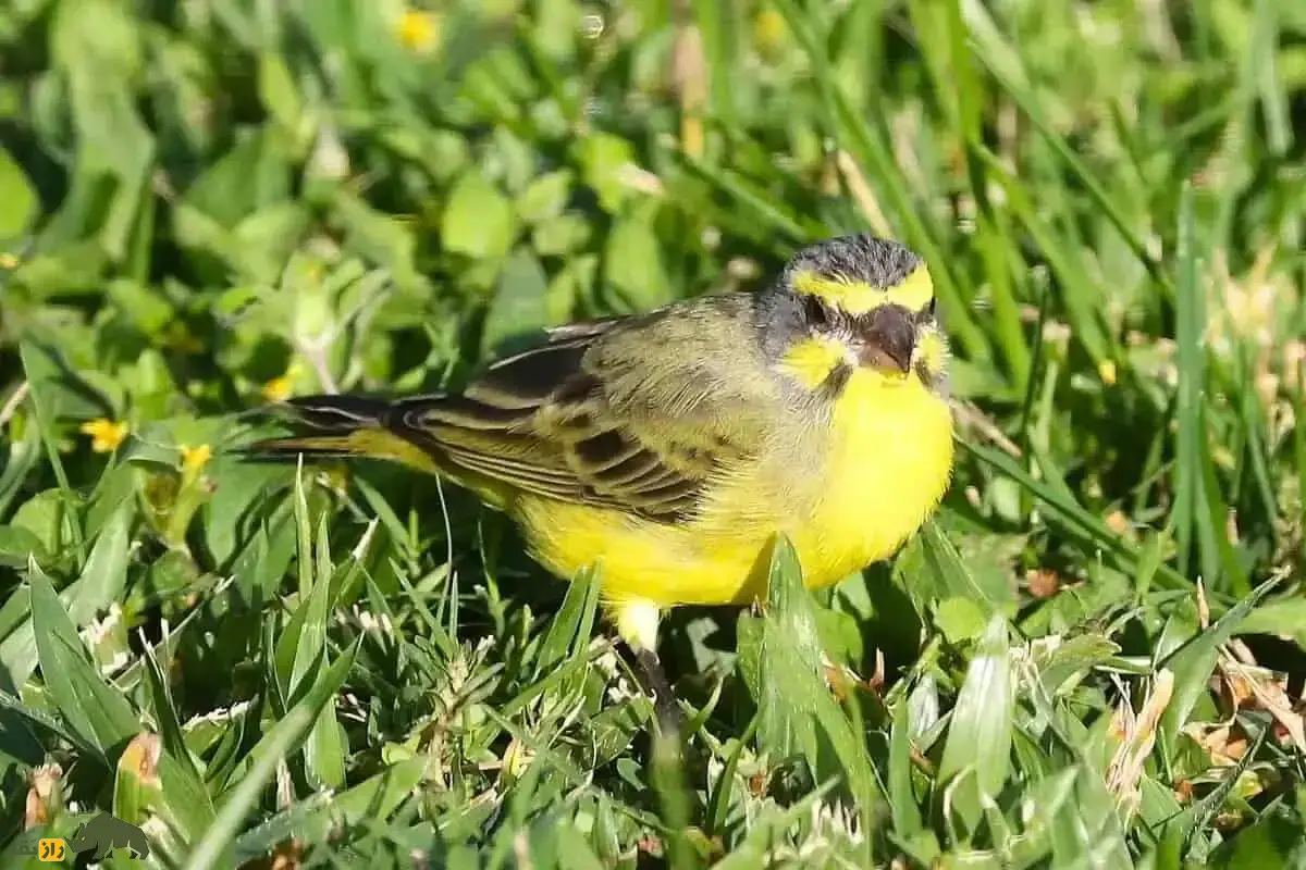 قناری پیشانیزرد؛ پرنده آوازخوان آفریقایی، معروف به «آوازخوان سبز» با صدای خوشآهنگ و رفتار اجتماعی جذاب که در خانه هم قابل پرورش و آموزش آواز است قناری پیشانیزرد؛ پرنده آوازخوان آفریقایی، معروف به «آوازخوان سبز» با صدای خوشآهنگ و رفتار اجتماعی جذاب که در خانه هم قابل پرورش و آموزش آواز است